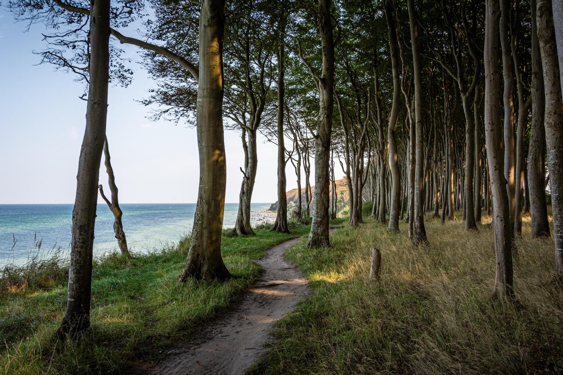 Ein schmaler Pfad führt durch einen Buchenwald direkt am Meer entlang